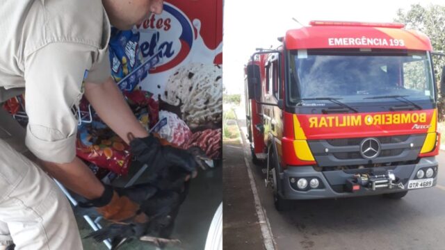 Urubu ferido é resgatado após atropelado por veículo em área urbana de Catalão