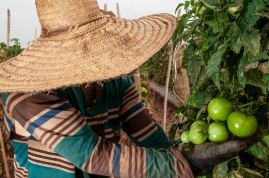 Goiás deve responder por quase um terço da produção brasileira de tomate em 2023