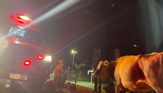 Mulher fica ferida após bater em uma vaca em rodovia de Caldas Novas