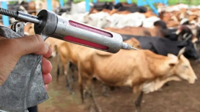 Goiás divulga campanha de vacinação contra a raiva de herbívoros