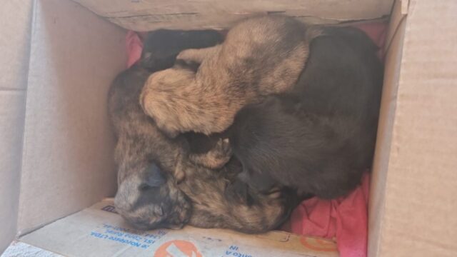 Morador de Catalão encontra cinco filhotes de cachorro abandonados na porta de casa e pede ajuda