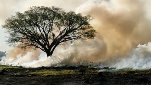 Incêndio atinge área de vegetação equivalente a 14 campos de futebol em Uberlândia