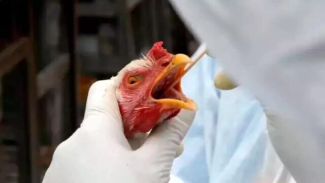 Gripe aviária leva Brasil a decretar emergência zoossanitária