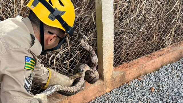 Jiboia presa em alambrado é resgatada por Bombeiros de Catalão