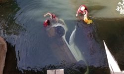 Planaltina: Quatro amigos estudantes de veterinária morrem em acidente trágico após carro cair em córrego Planaltina: Quatro amigos estudantes de veterinária morrem em acidente trágico após carro cair em córrego
