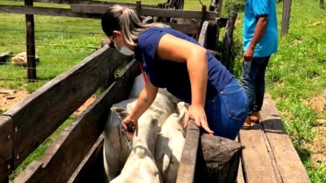 Goiás: Prazo para vacinação do rebanho contra a raiva termina dia 31