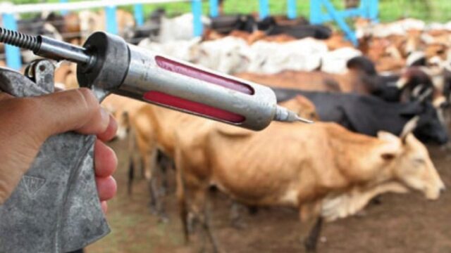 Agrodefesa prorroga até 10 de junho prazo de vacinação contra raiva
