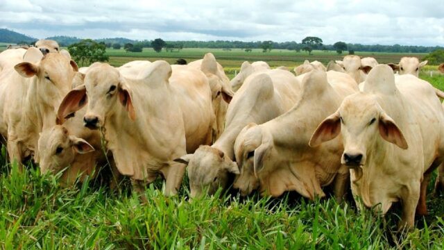 Em Goiás, prazo da 2ª Etapa da Declaração de Rebanho entra na reta final