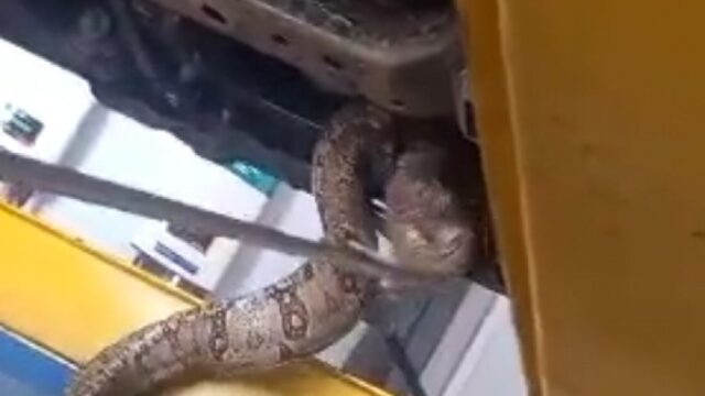 Bombeiros de Minaçu realizam resgate de jiboia encontrada em "peito de aço" de veículo