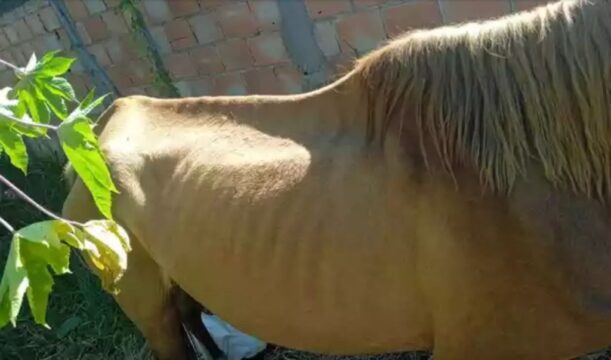 Mulher é multada em R$ 5 mil por maus-tratos em Uberlândia com morte de potro e égua magra
