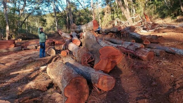 Ibama descobre esquema de desmatamento em Araguari e apreende mais de R$ 250 mil em madeira na Mata Atlântica