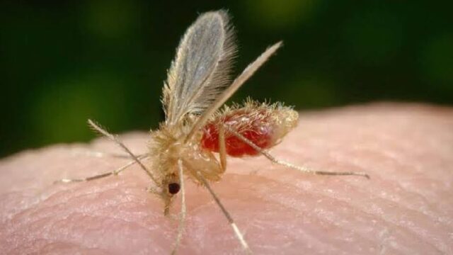 Prefeitura de Caldas Novas confirmou em nota 1º caso de leishmaniose visceral humana
