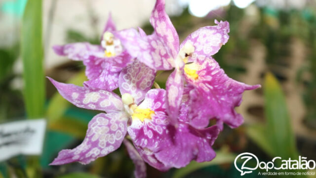 17ª Exposição Nacional de Orquídeas de Catalão reúne mais de 700 plantas de várias cidades do Brasil