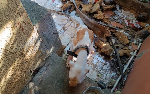 Homem é preso suspeito de maus-tratos após pit bull ser achado esquelético no quintal de casa, em Caldas Novas
