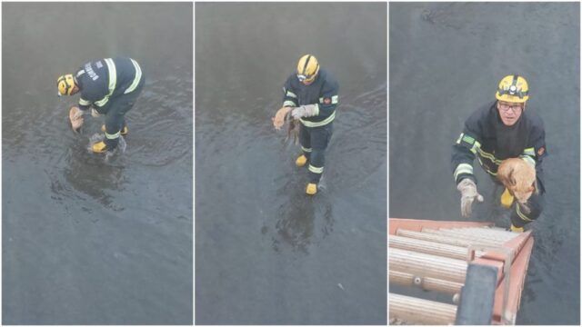 Bombeiros resgatam gato doméstico preso em canalização do Ribeirão Pirapitinga, em Catalão