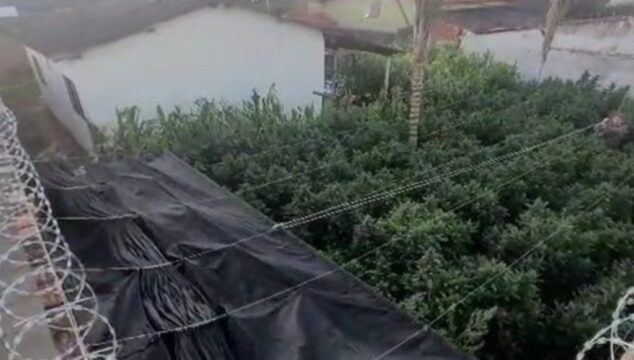 VÍDEO: 'Lavoura' de maconha é localizada no fundo de casa no Bairro Minas Gerais, em Uberlândia