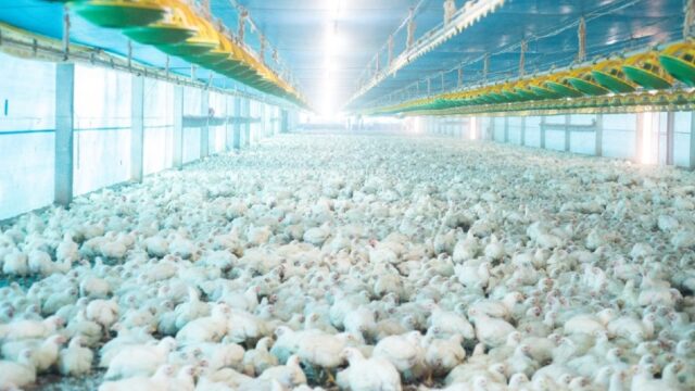 Abate de frangos cresce no 1º trimestre e Goiás registra recorde na atividade