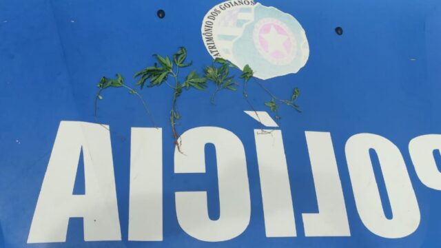 PM e SEMMAC descobrem plantação ilegal de maconha na mata do Setor Universitário em Catalão