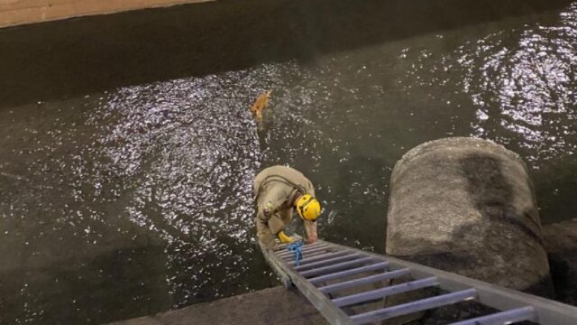 Bombeiros resgatam cachorro no canal do córrego Pirapitinga, em Catalão