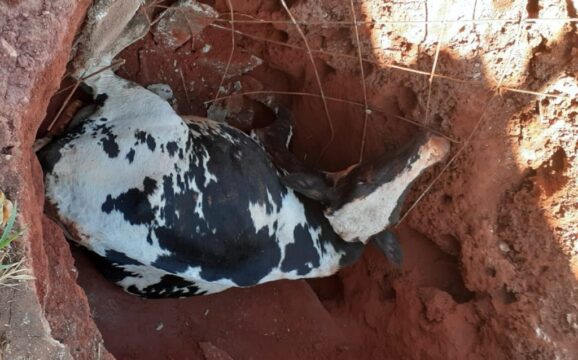 Corpo de Bombeiros resgata bovino que caiu em fossa, em Catalão