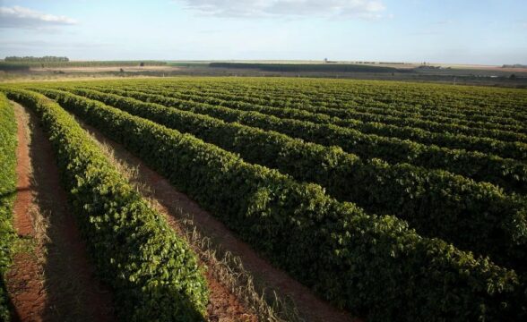 Produtores de café celebram início da safra mineira de 2023 em Araguari; Minas Gerais é o maior produtor no país