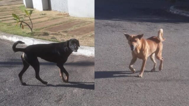 Morador reclama de cachorros soltos que atacam pessoas na Vila Margon, em Catalão
