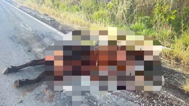 Cavalo morre após ser atropelado por carreta na GO-330, em Catalão