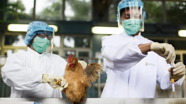 Ministério confirma mais um caso de gripe aviária; total chega a 31