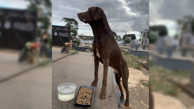 Emocionante: Cachorro se recusa a deixar túmulo de dono no Cemitério Municipal de Catalão