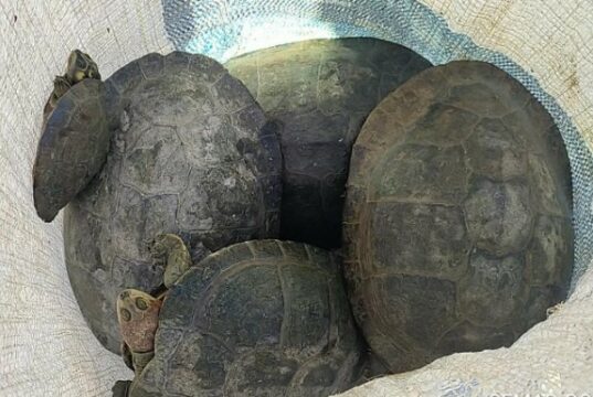 Fiscais da Semad aplicam R$ 144 mil em multas por pesca ilegal e salvam 12 tartarugas capturadas em Aruanã
