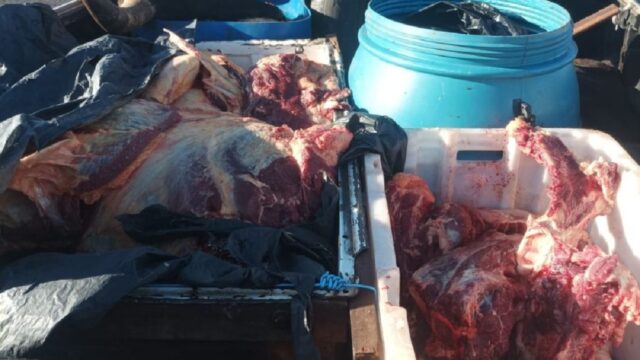 Homem é preso ao ser flagrado transportando carne de abate ilegal e arma, diz polícia