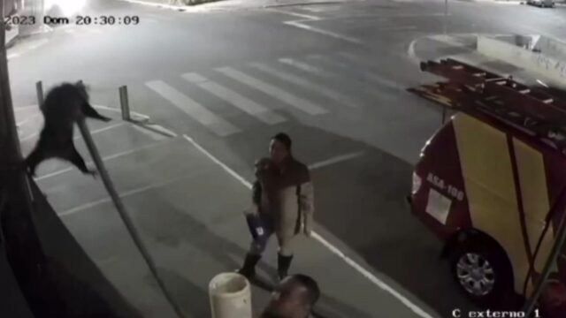 Bombeiros realizam resgate inusitado de Gambá em loja de celulares no centro de Catalão; Veja vídeo
