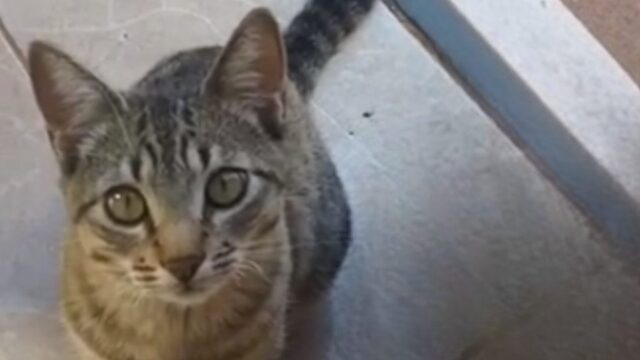 Jhordi ou Tigrinho? Briga de vizinhas por causa de gato vira caso de polícia em MG