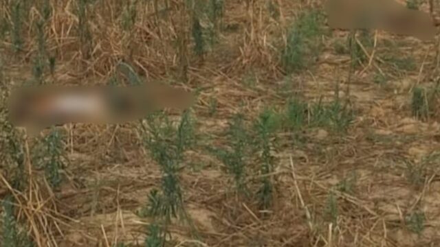Dois corpos em avançado estado de decomposição são encontrados às margens da rodovia GO-010