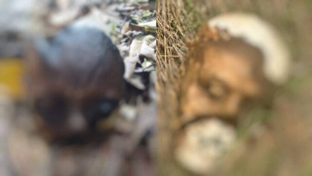 Dois crânios humanos são encontrados em chácaras próximas ao Rio Piracanjuba em Vianópolis, GO: Polícia Civil suspeita de 'desova'