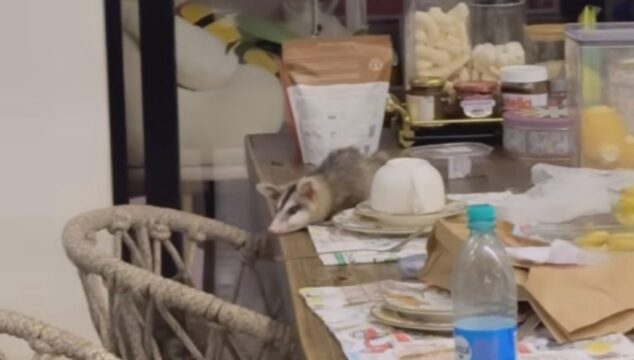 Virginia Fonseca se surpreende ao encontrar gambá dando à luz na mesa de sua casa, em Goiânia; veja vídeo