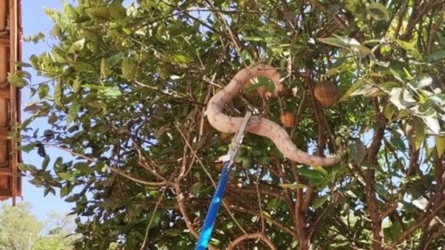 Bombeiros realizam resgate de jiboia em residência no Bairro Evelina Nour, em Catalão
