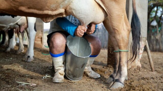 Produtores de leite de Catalão e região cobram pagamentos em atraso da cooperativa de Uberlândia; dívida ultrapassa 6 milhões