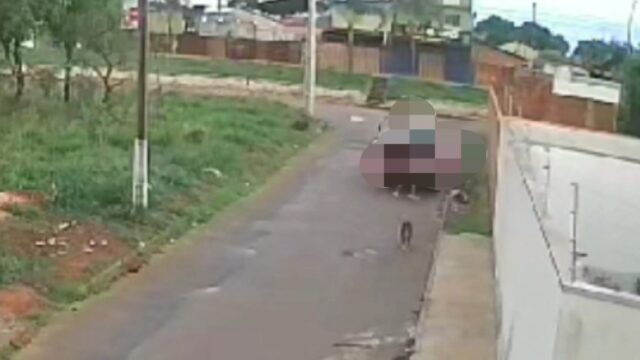 Câmera flagra abandono de cães em Catalão; Polícia investiga caso de maus-tratos
