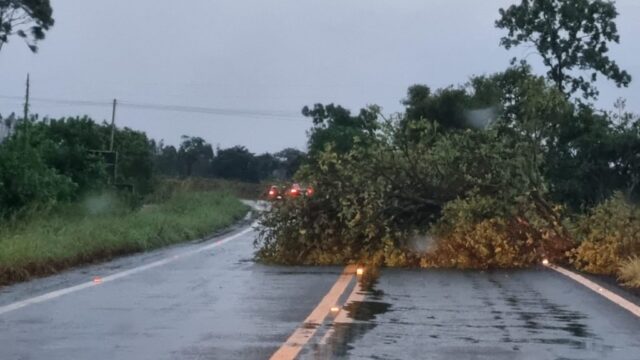 Chuva e ventos fortes derrubam árvores na GO-330 entre Três Ranchos e Ouvidor