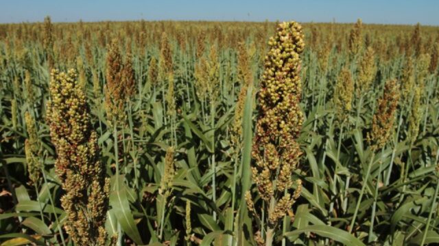 Goiás se consolida entre os seis maiores exportadores de produtos agropecuários
