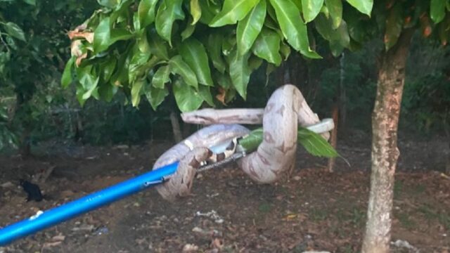 Jiboia é capturada pelos bombeiros em cima de árvore, em Catalão