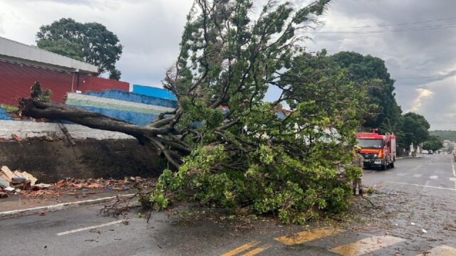 Corpo de Bombeiros retira árvore que caiu durante temporal no Colégio Militar, em Catalão