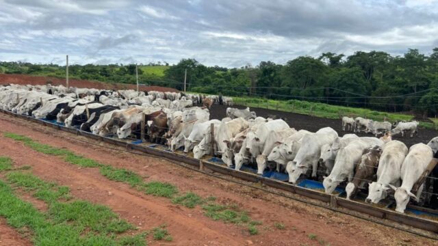 Fazenda na divisa entre Goiandira e Catalão sofre prejuízos incalculáveis devido à falta de energia por mais de cinco dias