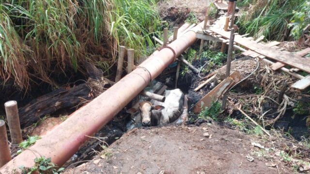 Bombeiros resgatam bovino presa em um brejo, em Catalão