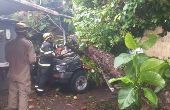 Em Caldas Novas, forte chuva derruba árvore sobre carro