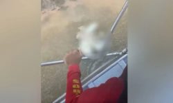 Cabeça de homem é encontrada após corpo ser devorado por jacaré, dizem bombeiros Cabeça de homem é encontrada após corpo ser devorado por jacaré, dizem bombeiros