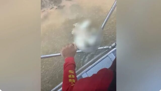 Cabeça de homem é encontrada após corpo ser devorado por jacaré, dizem bombeiros