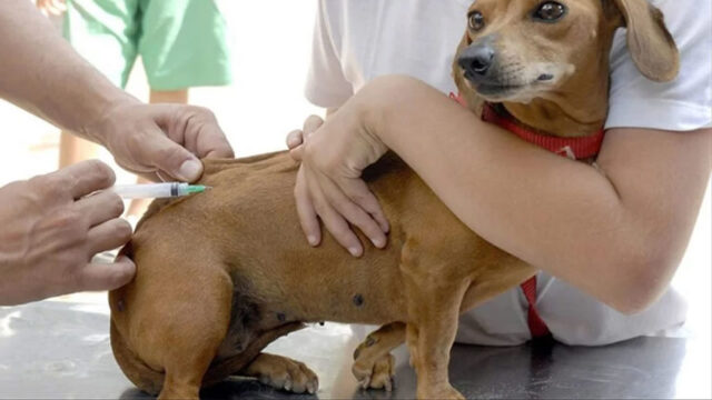Dia D de vacinação antirrábica para cães e gatos em Catalão será na próxima quarta-feira (15)