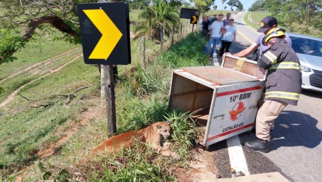 VÍDEO: Onça-parda é encontrada atropelada na GO-305, entre Anhanguera e Cumari